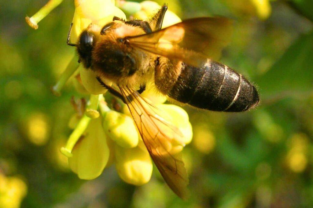 Des abeilles géantes de l’Himalaya découvertes en Thaïlande