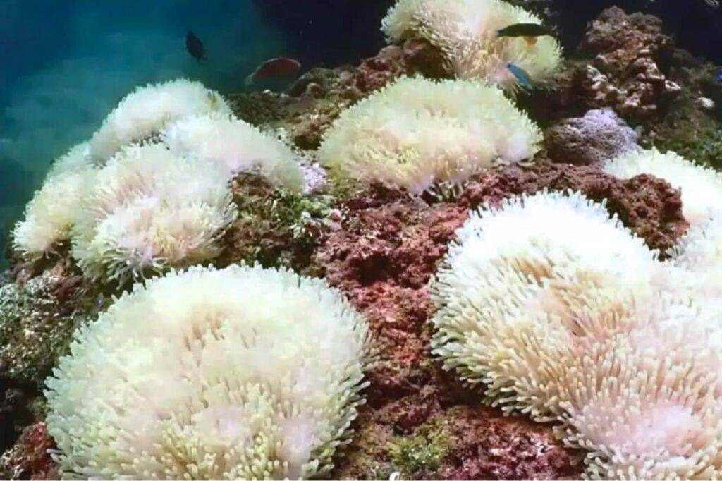 Le réchauffement des mers tue les poissons-clowns en Thaïlande
