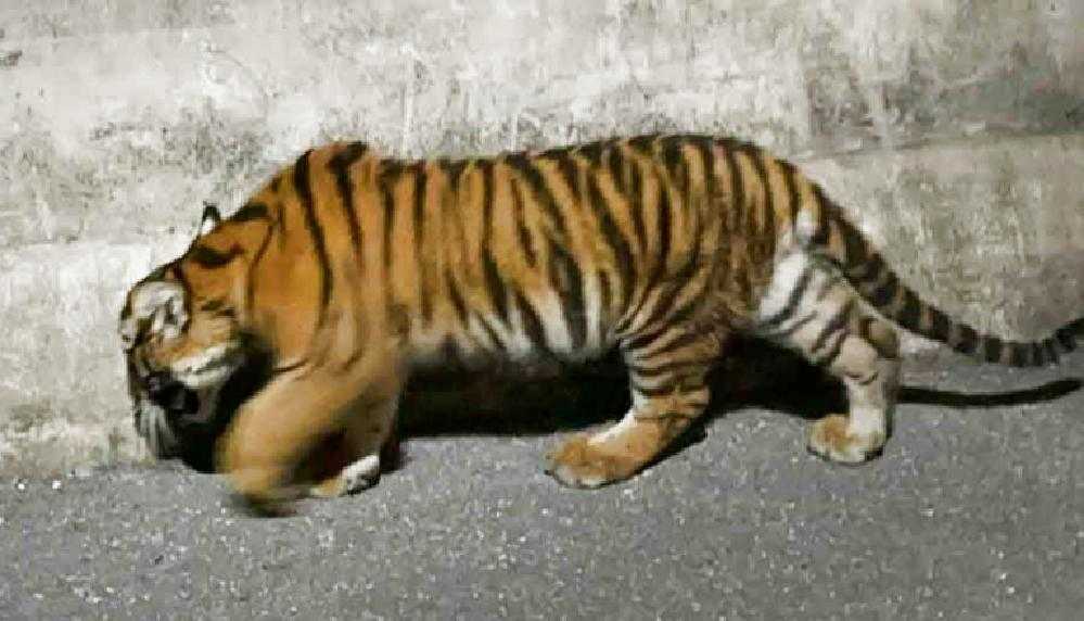 Thaïlande : il tente de faire passer un bébé tigre pour un hybride ligre