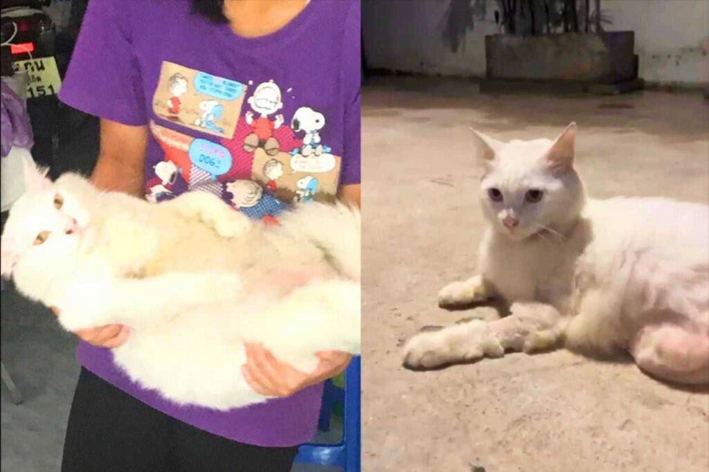 Scandale en Thaïlande : un policier filmé en train de torturer et tuer un chat