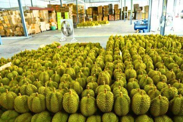 La place de la Thaïlande comme 1er exportateur de durians menacée par le Vietnam