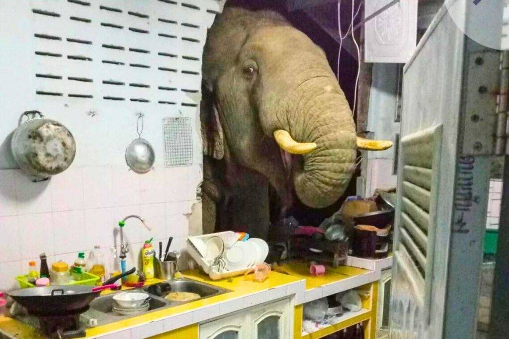 Hausse inquiétante des attaques d'éléphants en Thaïlande