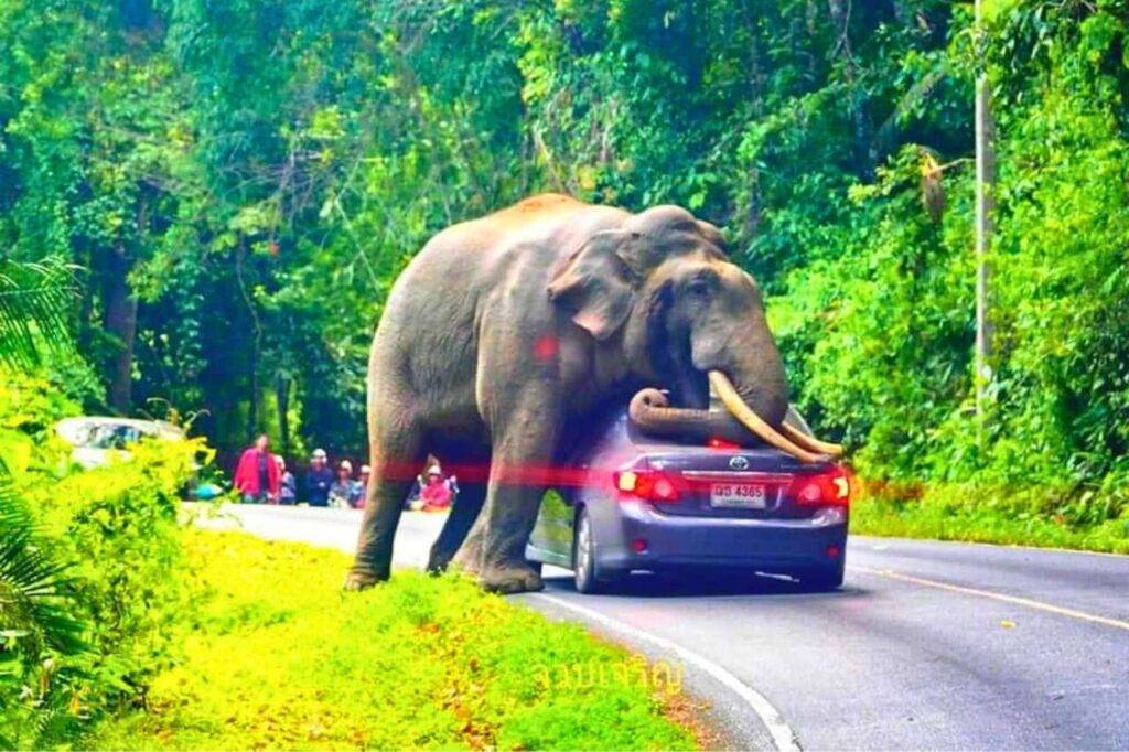 Hausse inquiétante des attaques d'éléphants en Thaïlande