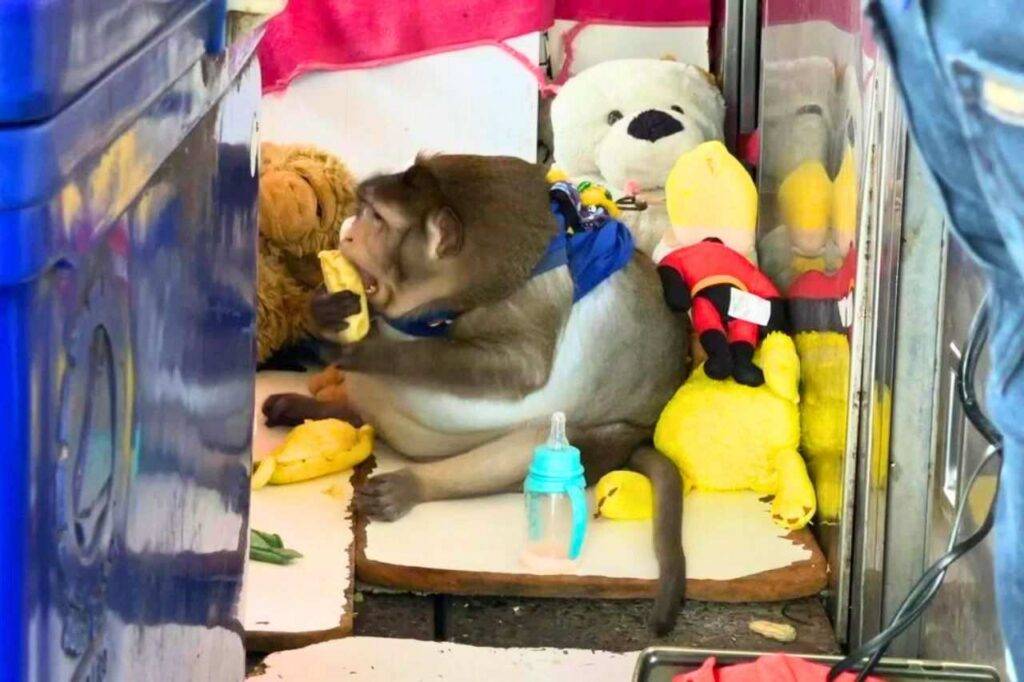 Godzilla, le célèbre macaque obèse, tué par la malbouffe en Thaïlande