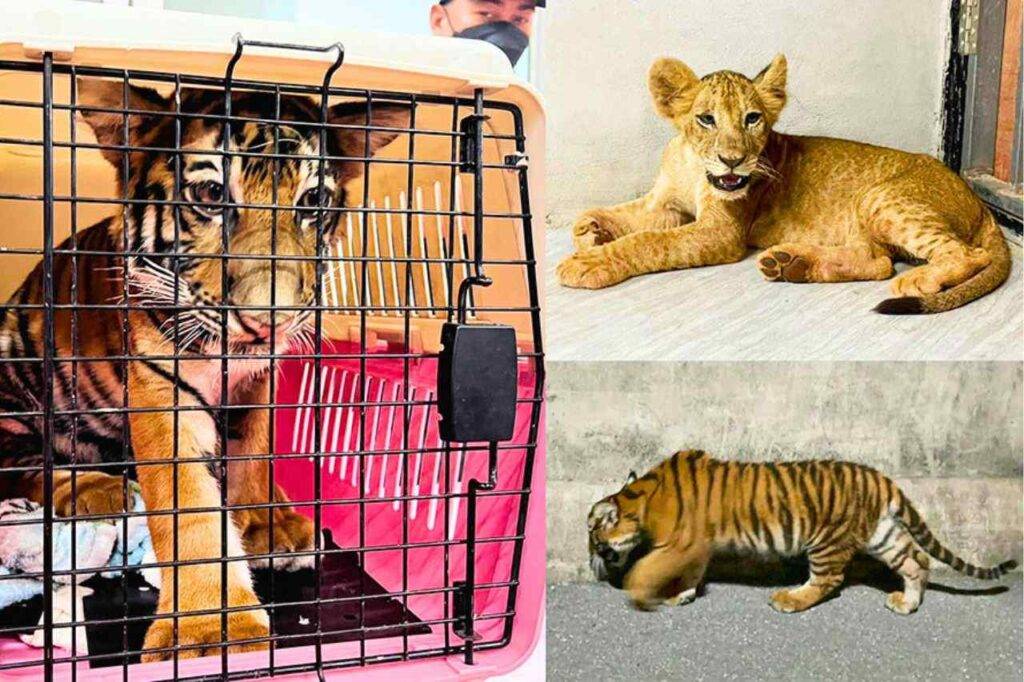 Thaïlande : il tente de faire passer un bébé tigre pour un hybride ligre