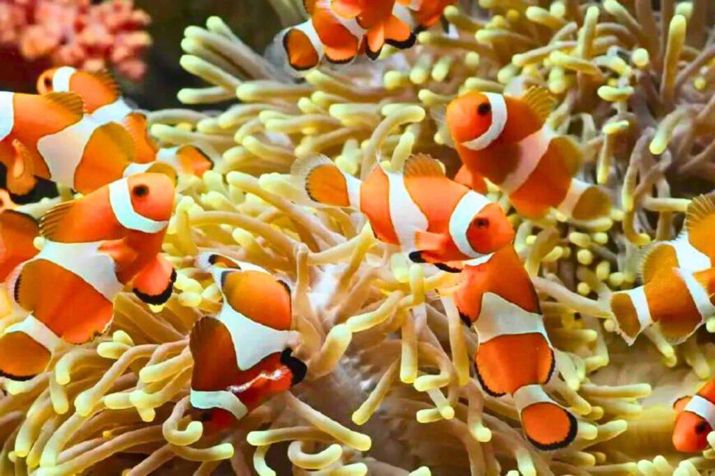 Le réchauffement des mers tue les poissons-clowns en Thaïlande