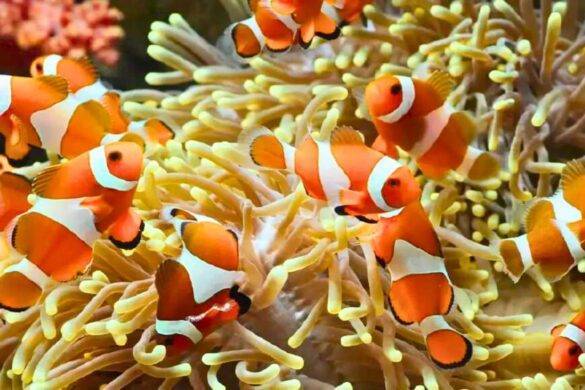 Le réchauffement des mers tue les poissons-clowns en Thaïlande