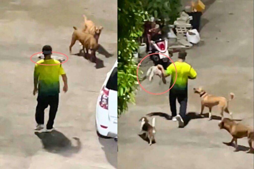 Scandale en Thaïlande : un policier filmé en train de torturer et tuer un chat