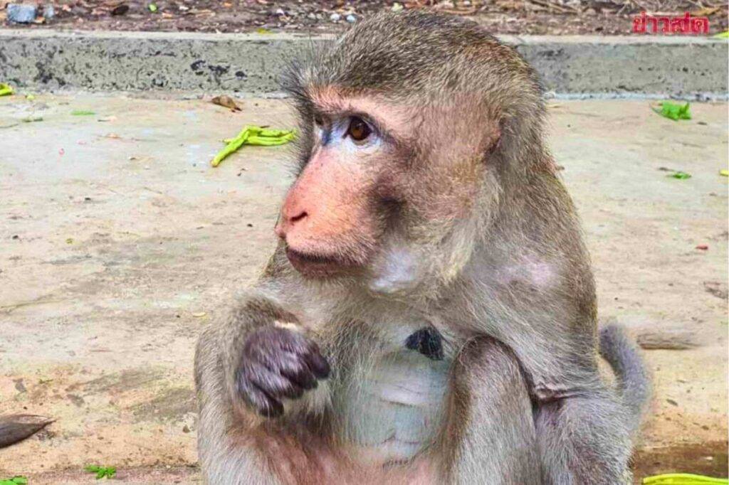 Thaïlande : un singe voleur qui rendait fou les habitants a enfin été arrêté