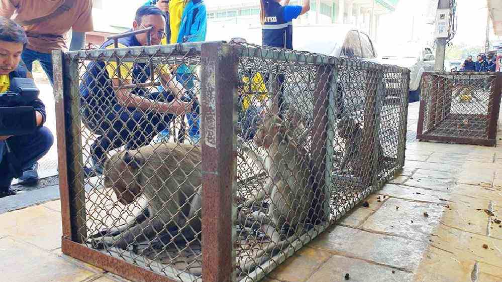 Chasse aux singes délinquants en Thaïlande : l’objectif a été dépassé