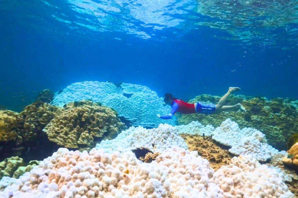 Inquiétant blanchiment des coraux en Thaïlande : 12 parcs marins fermés