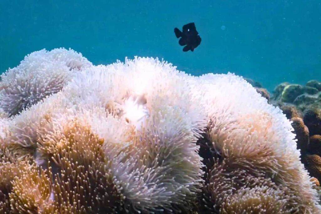Inquiétant blanchiment des coraux en Thaïlande : 12 parcs marins fermés