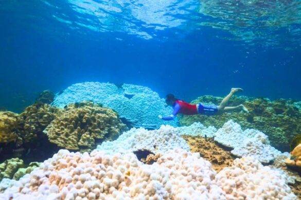 Inquiétant blanchiment des coraux en Thaïlande : 12 parcs marins fermés