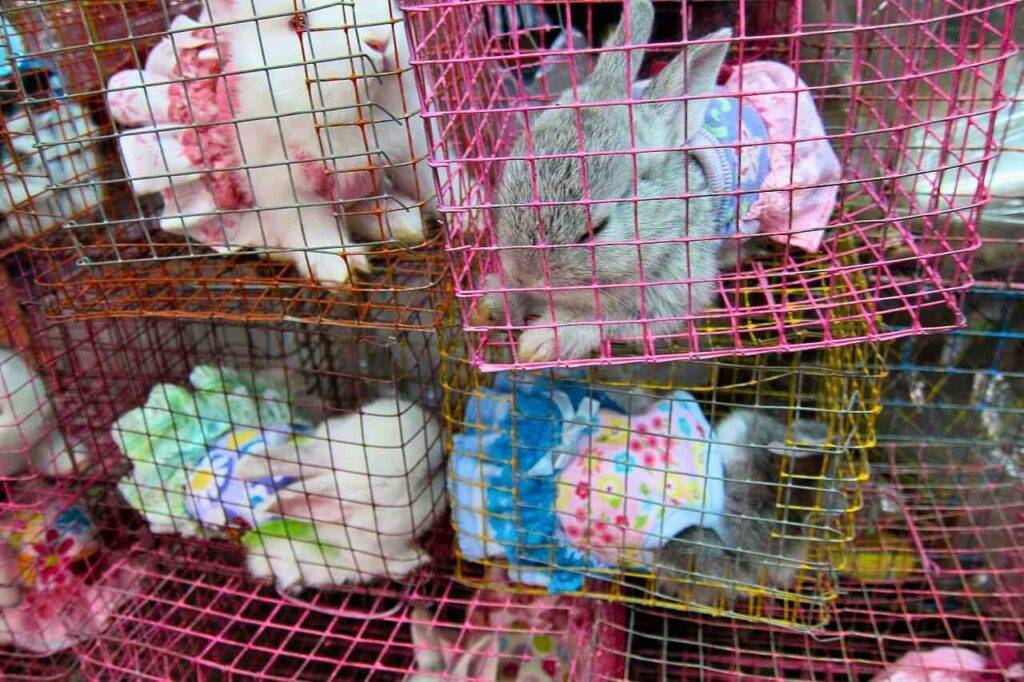 Thaïlande : appels à la fermeture du marché de Chatuchak après la mort de milliers d'animaux