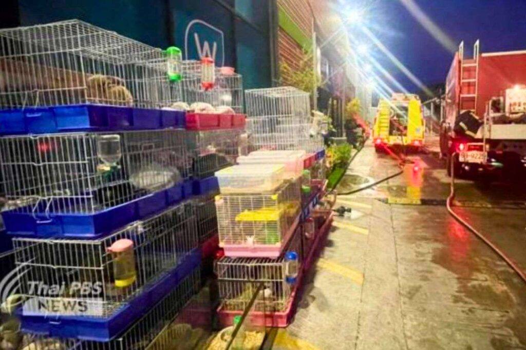 Thaïlande : appels à la fermeture du marché de Chatuchak après la mort de milliers d'animaux