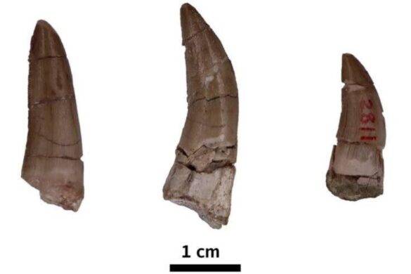 Découverte de dents de dinosaures fossilisées en Thaïlande
