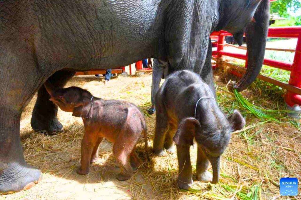 Thaïlande : naissance des 1ᵉʳˢ éléphants jumeaux de sexes différents au monde