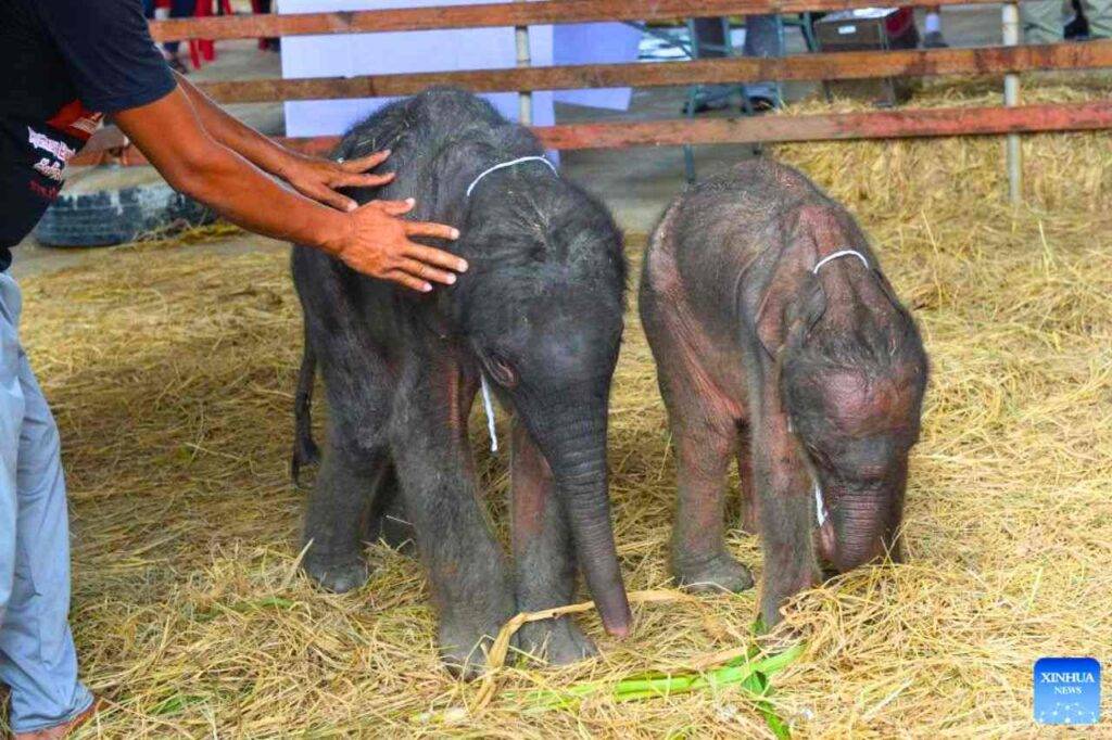 Thaïlande : naissance des 1ᵉʳˢ éléphants jumeaux de sexes différents au monde