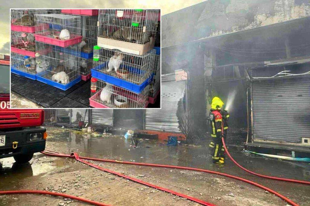 Thaïlande : l'incendie du marché de Chatuchak tue des milliers d'animaux