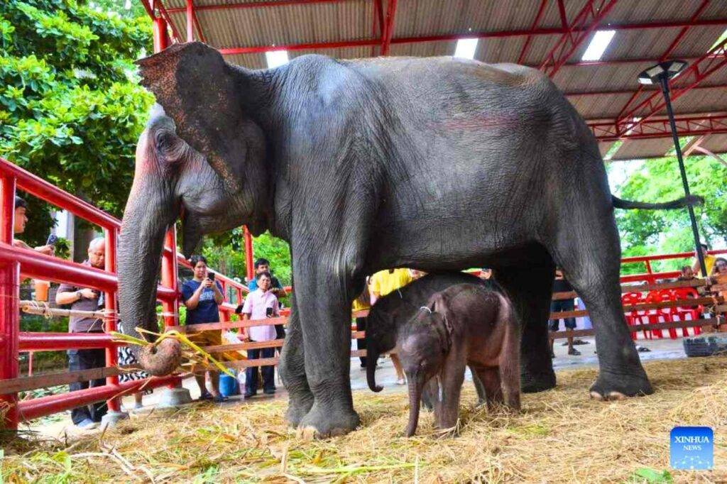Thaïlande : naissance des 1ᵉʳˢ éléphants jumeaux de sexes différents au monde