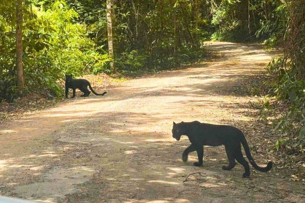 Une touriste se retrouve face à deux panthères noires en Thaïlande