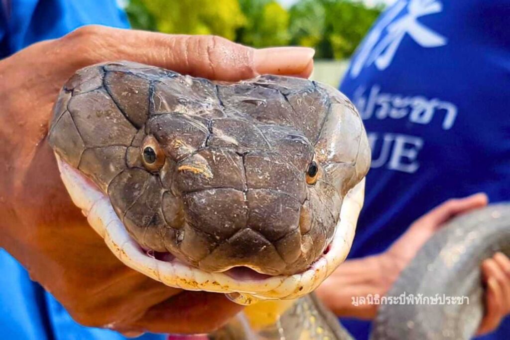 Mise en garde contre les reptiles venimeux en Thaïlande