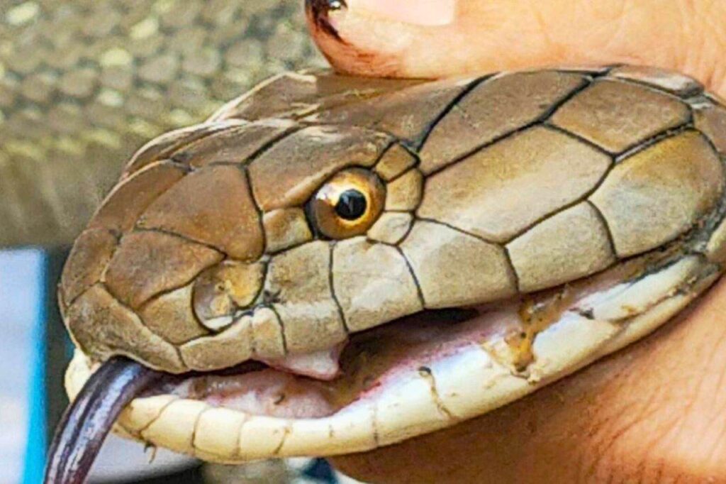 Mise en garde contre les reptiles venimeux en Thaïlande