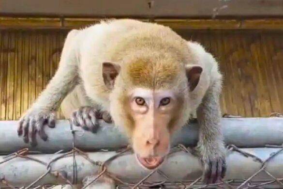 La Thaïlande lance une grande chasse aux singes à Lopburi