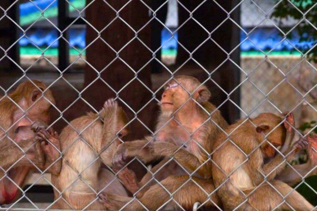 Thaïlande : 100 singes s'échappent d'une cage et provoquent le chaos à Lop Buri