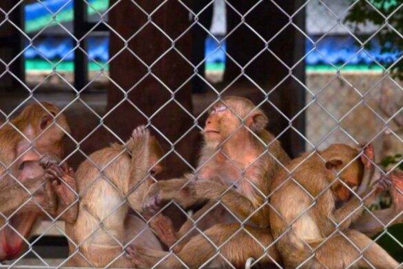 Chasse aux singes délinquants en Thaïlande : l&rsquo;objectif a été dépassé