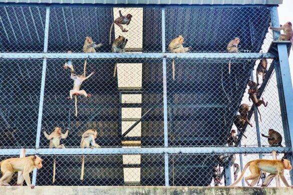 Thaïlande : 100 singes s&rsquo;échappent d&rsquo;une cage et provoquent le chaos à Lop Buri