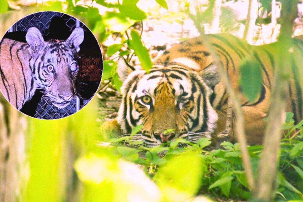 La Thaïlande libère la jeune tigresse borgne dans la forêt