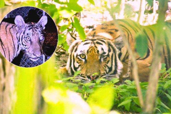 La Thaïlande libère une jeune tigresse borgne dans la forêt