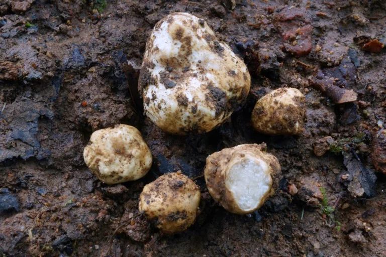 Découverte d'une nouvelle variété de truffe en Thaïlande