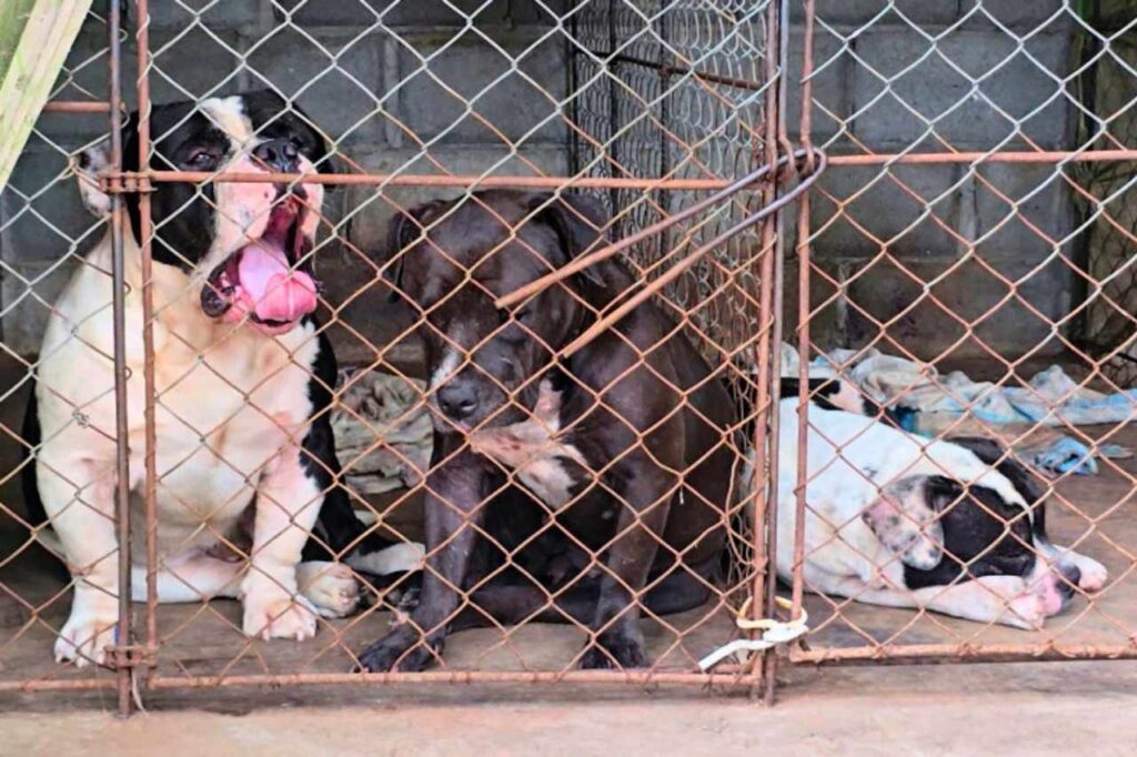 Thaïlande : appels à un contrôle des chiens dangereux après des attaques mortelles