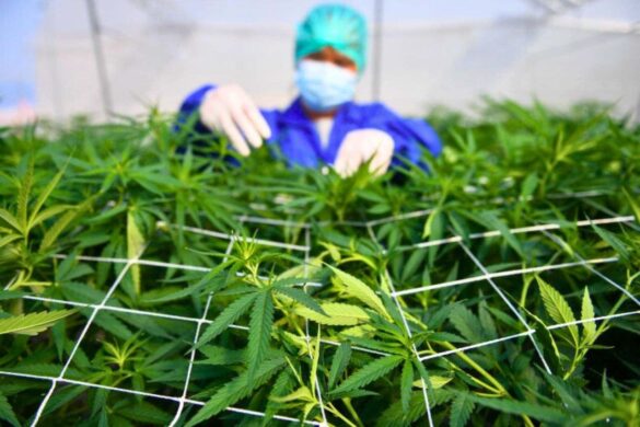 Incroyable volte-face en Thaïlande qui va faire plaisir aux amateurs de cannabis