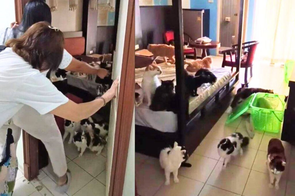 Thaïlande : elle loue une chambre pour la nuit et vient avec 29 chats