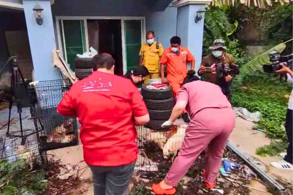 29 chiens affamés mangent leur maître décédé à Bangkok en Thaïlande