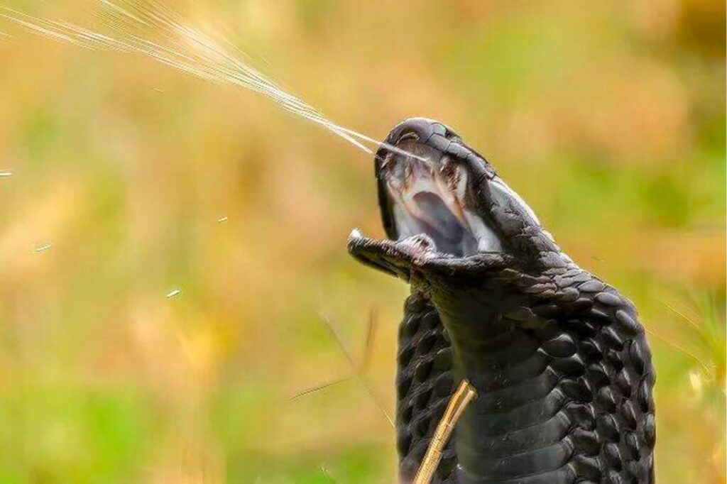 Thaïlande : un sauveteur mordu par un cobra est dans le coma depuis 5 mois