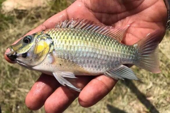 La Thaïlande déclare la guerre à un poisson africain envahisseur