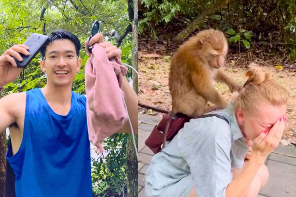 Thaïlande : la police aide une touriste victime d'un singe voleur à Phuket
