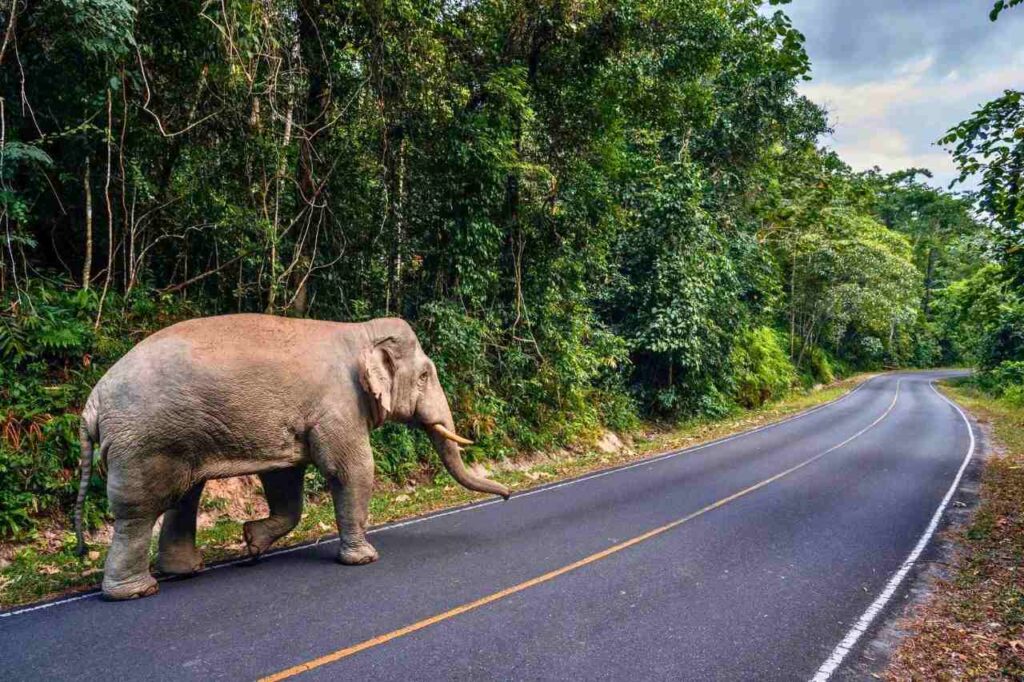 Collision mortelle avec un éléphant en Thaïlande