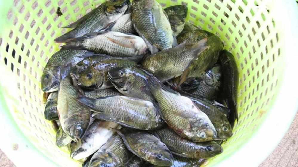 La Thaïlande déclare la guerre à un poisson africain envahisseur