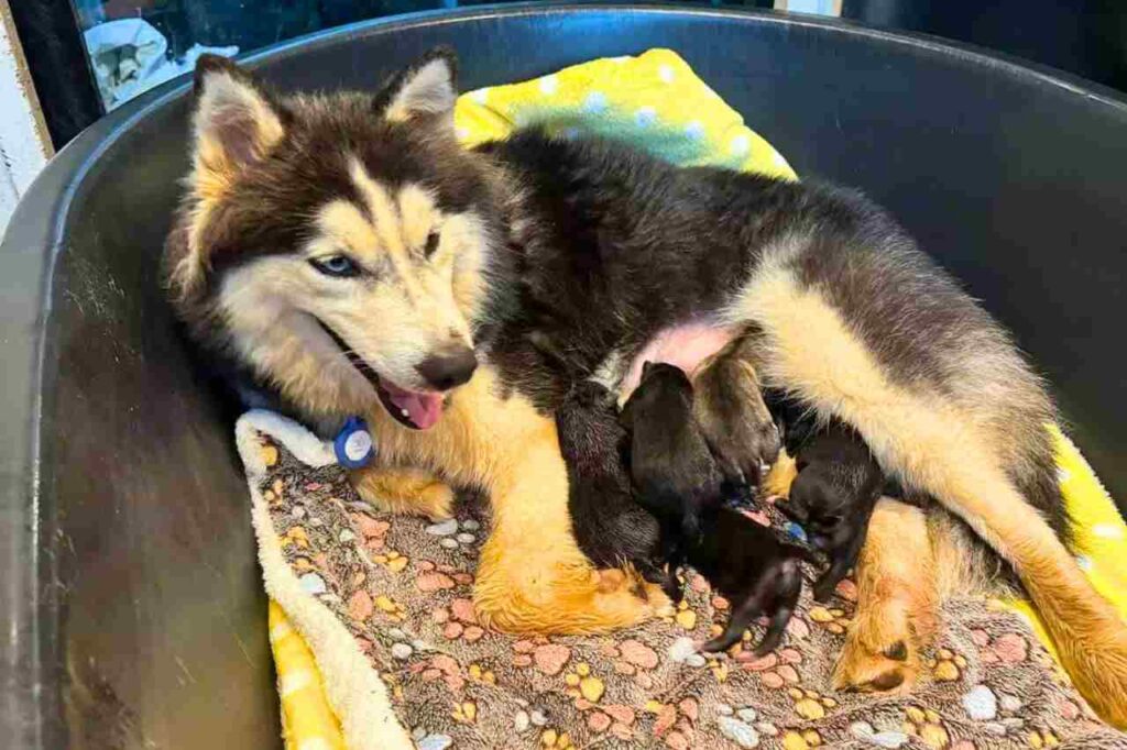 Thaïlande : après avoir frôlé la mort, un expatrié consacre sa vie à sauver les chiens de rue