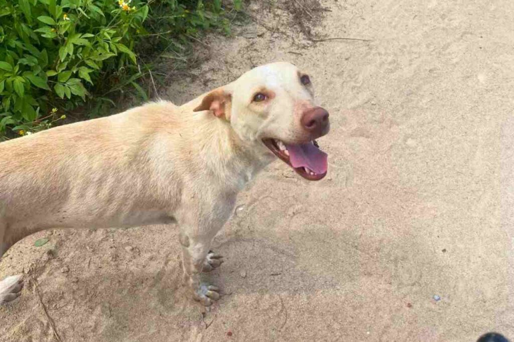 Thaïlande : après avoir frôlé la mort, un expatrié consacre sa vie à sauver les chiens de rue