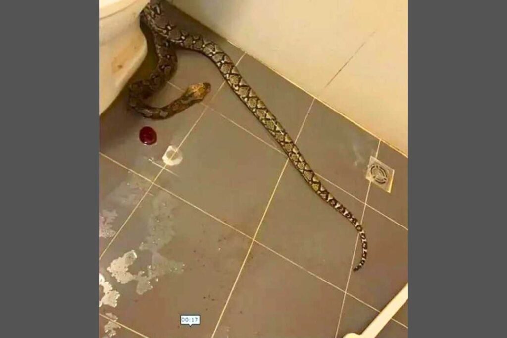 Thaïlande : un serpent lui mord les testicules alors qu'il est assis sur ses toilettes