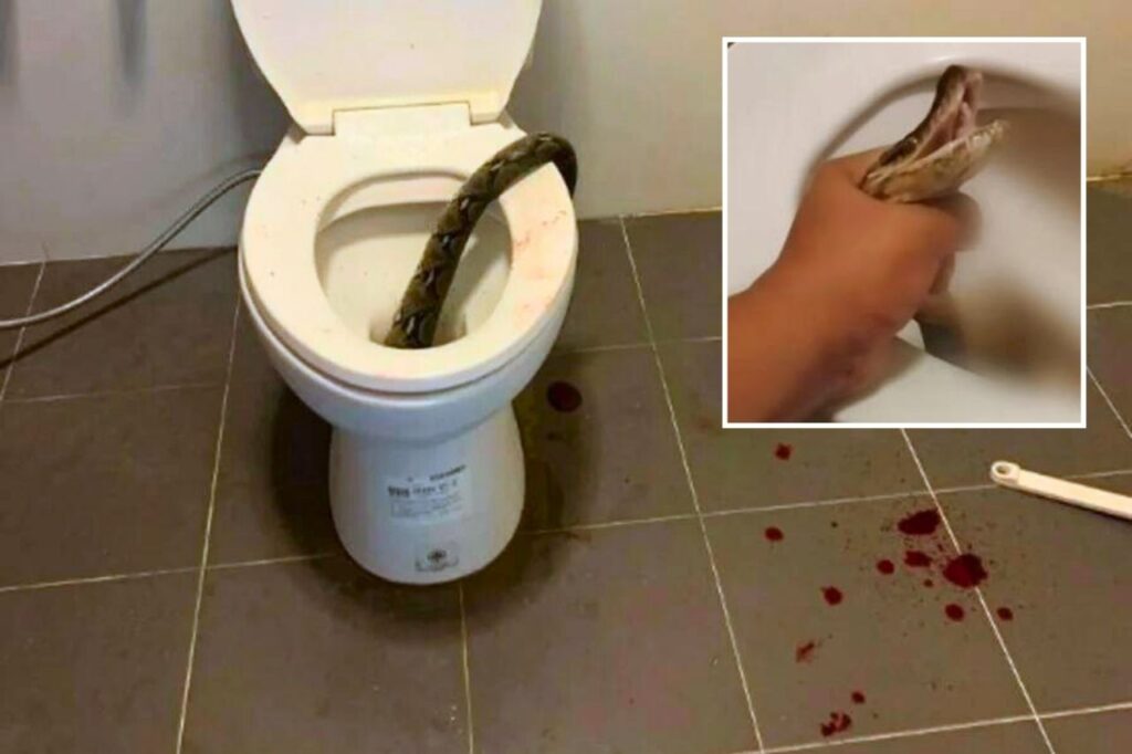 Cauchemar dans les toilettes en Thaïlande : un serpent lui attrape les testicules