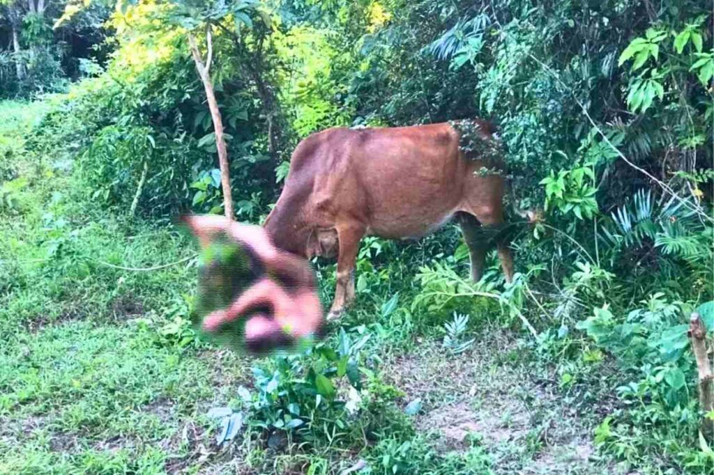 Thaïlande : un touriste nu qui aurait tenté de violer une vache s'est fait encorner