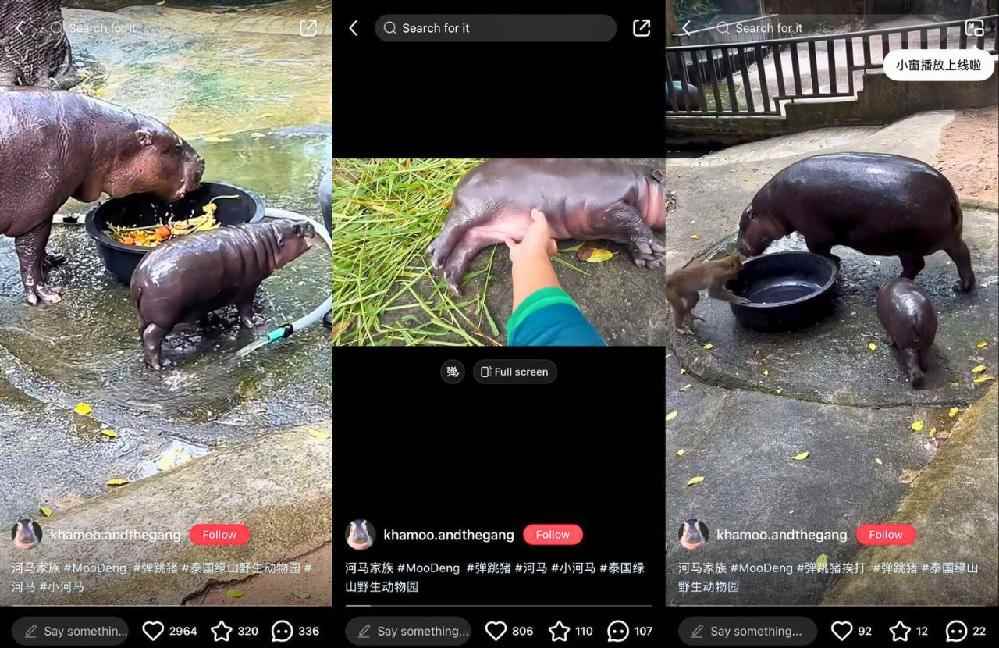 Thaïlande : un bébé hippopotame nain devient une star sur les réseaux sociaux