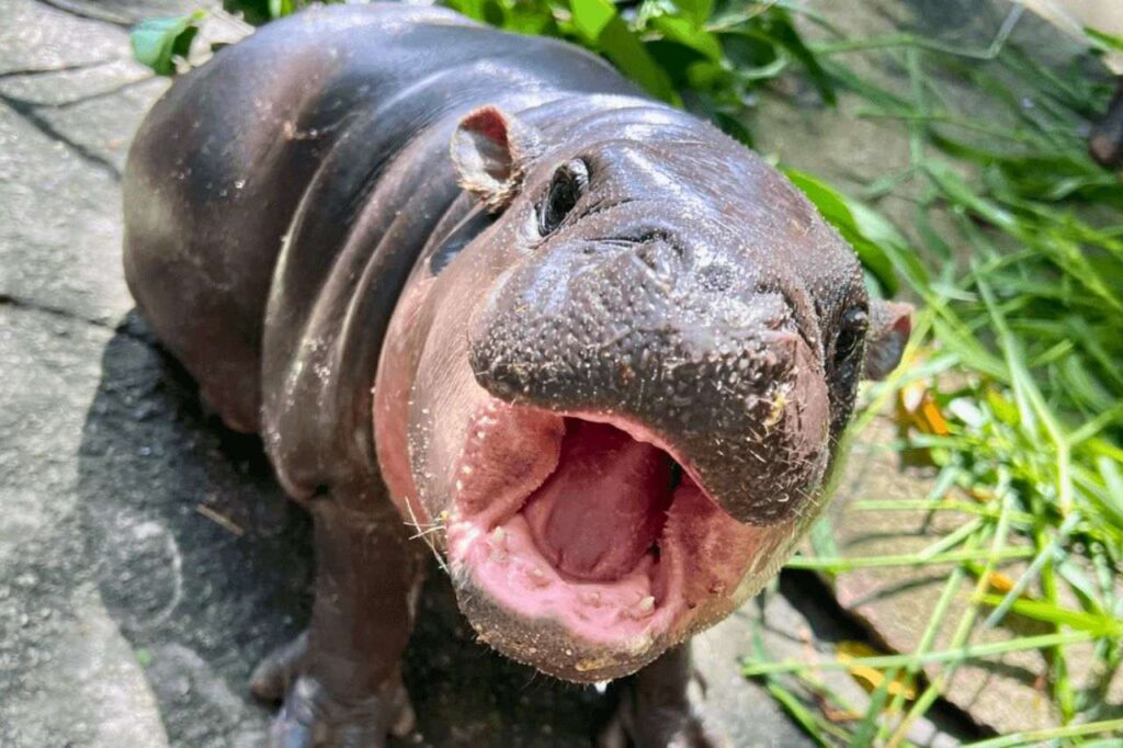 Thaïlande : un bébé hippopotame nain devient une star sur les réseaux sociaux